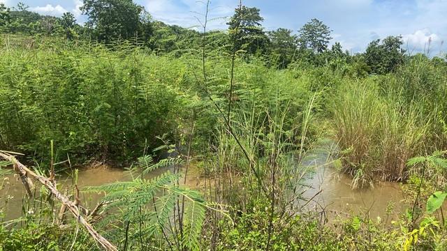 โปรดีกลางปี68พร้อมแล้ว ขายที่ดินติดลำธารน้ำใสไหลริน ชุ่มฉ่ำตลอดปี สวยวิวล้าน 800000บาท 3-0-35ไร่ อำเภอสันติสุข น่าน 2