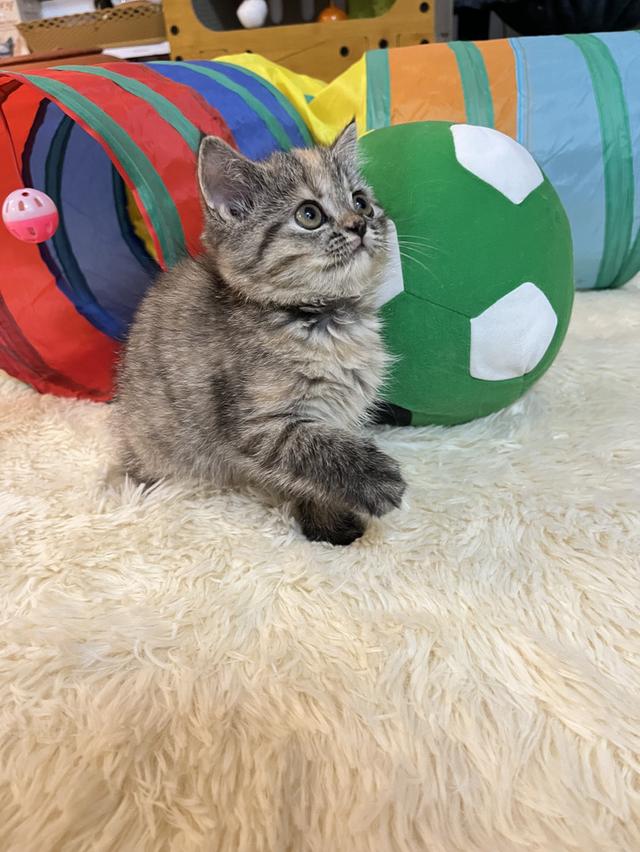 แมวสก๊อตติช   🥰😁😁❌❌❌❌