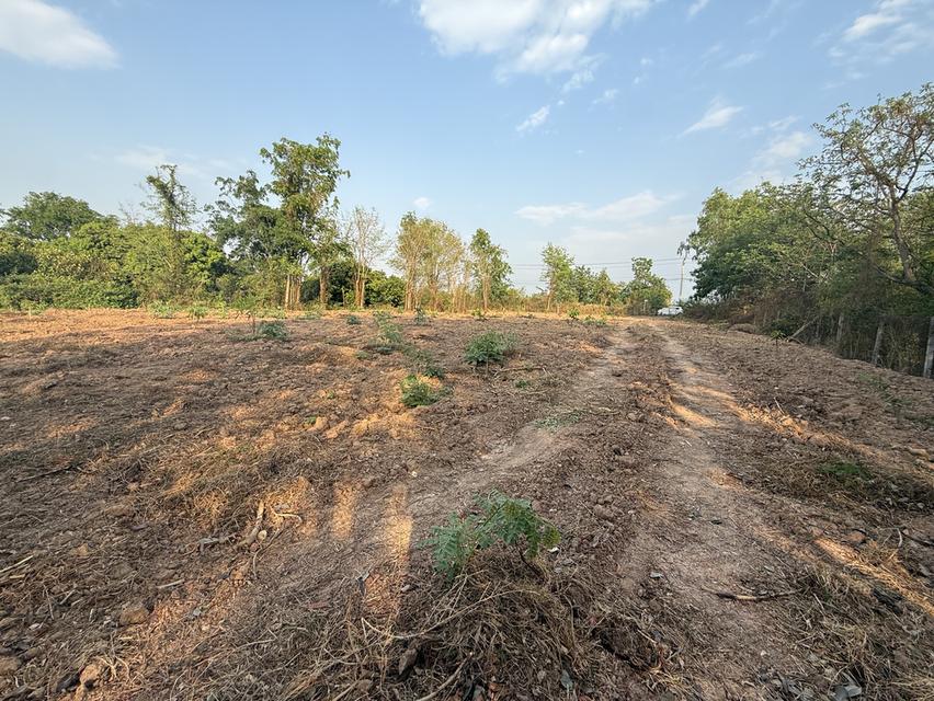 ขายที่ดินถมแล้ว วิวสวย ติดถนนใหญ่ ด้านหลังติดคลอง อ.วังทอง จ.พิษณุโลก 4