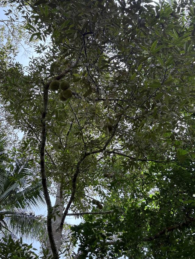 ขายที่ดิน 49 ไร่ ใกล้เมืองเบตง กม.6 สวนทุเรียน + ยางพารา + น้ำลำธารตลอดปี 💦🌳