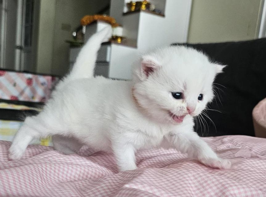 สก็อตติช ลูกแมวหิมะ