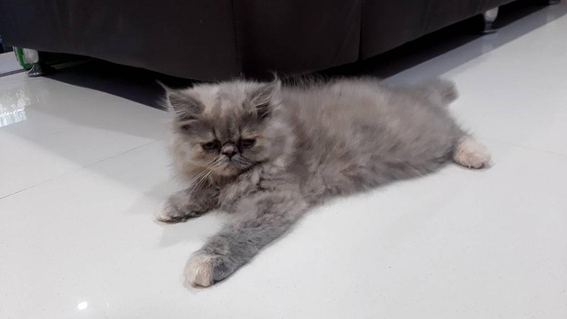 น้องเตาถ่าน