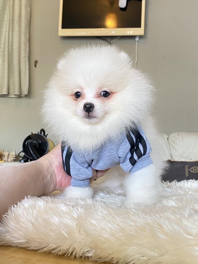 จำหน่ายลูกสุขันปอมเมอรเรเนียนแท้ ส่งฟรี มีประกันสุขภาพ 7