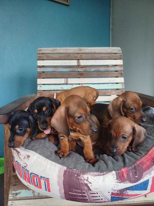 Dachshund puppies 2 months old 11