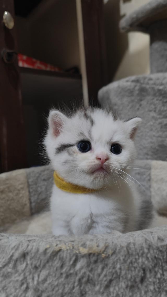 Scottish Fold (boy) 12