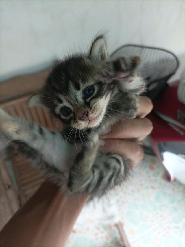 แมวๆ