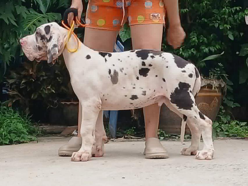 ลูกเกรทเดนคุณภาพ Great dane for sale รูปที่ 15