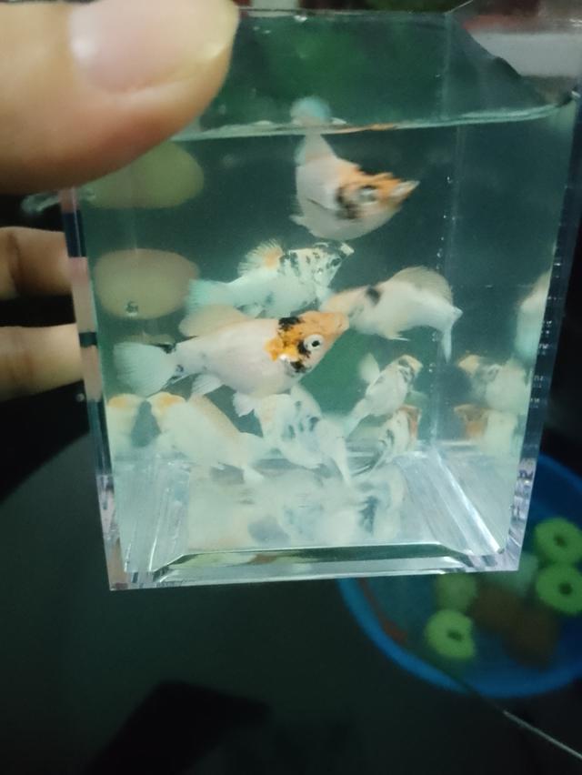 ปลาบอลลูน เหมา8ตัว รวมผู้เมีย