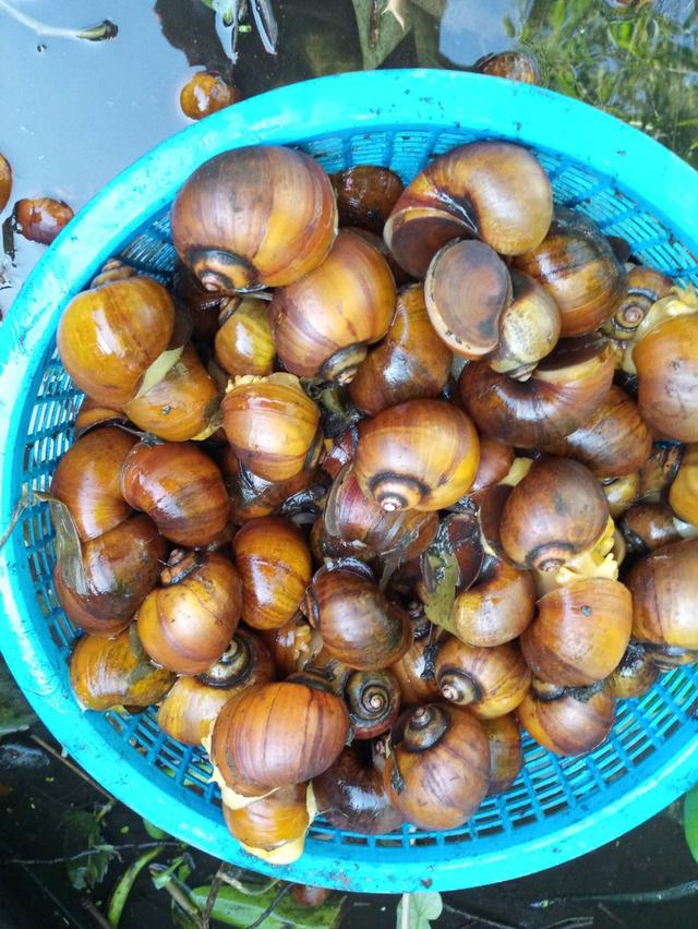 หอยเชอรี่สีทองมงคลสวยงาม รูปที่ 5