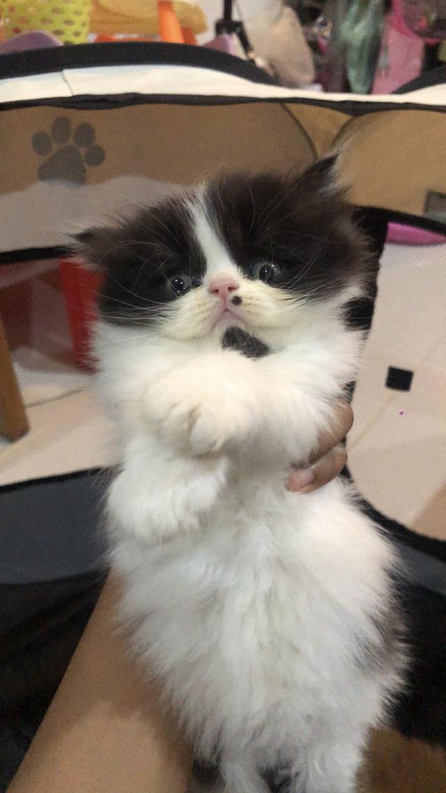 ลูกแมวพันธุ์เปอร์เซีย