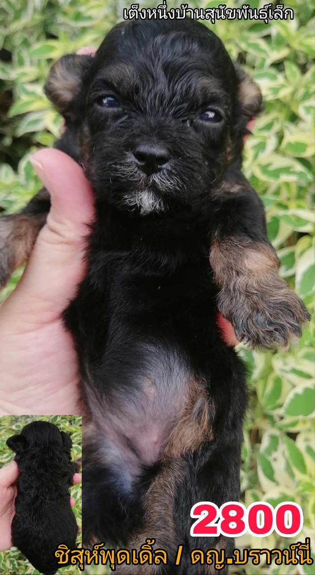 เปิดจอง ชิสุห์ผสม ปอม พุดเดิ้ล ชิวาว่า 10