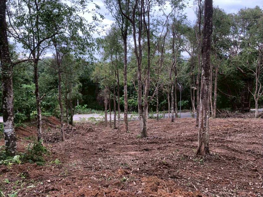 ที่ดินทำเลดี เขาขาด จังหวัดภูเก็ต 2