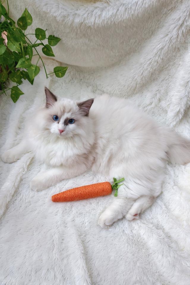 ลูกแมวแร็กดอลล์แสนสวย รูปที่ 2