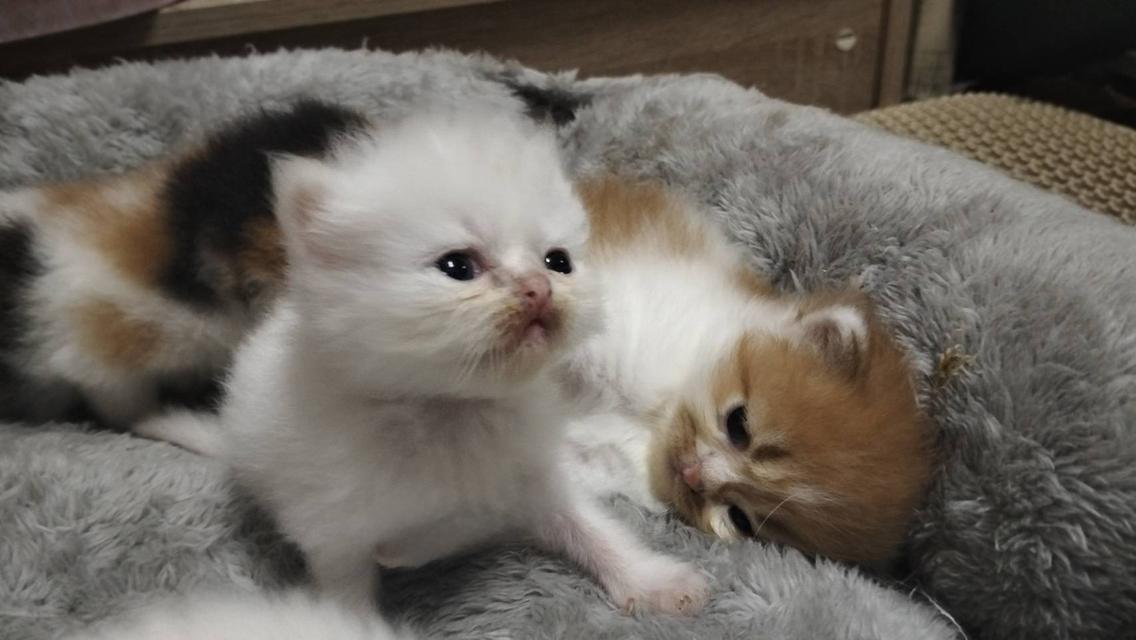 เปิดจอง เด็กๆอายุ 2 สัปดาห์ เปิดกล้องดูก่อนได้ค่ะ