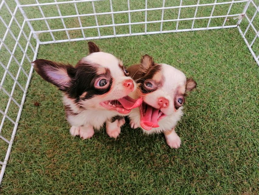 ชิวาว่าเเท้ขนยาว ชายล้วน พร้อมย้าย 6