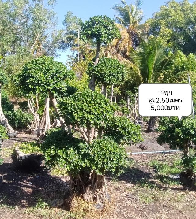 ไทรต่อยอดช้อนเงินช้อนทอง