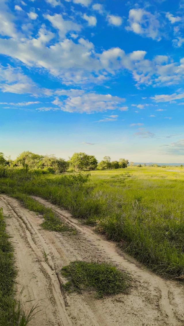 ที่ดินเกษตรกร ที่นา ที่ดิน อสังหาริมทรัพย์ 3