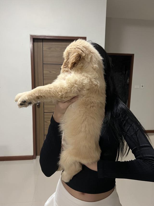 ลูกโกเด้นรีทรีพเวอร์ 2