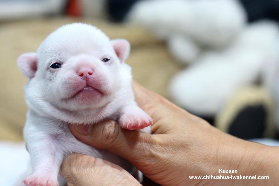 จำหน่ายลูกสุนัขชิวาวา รูปที่ 5