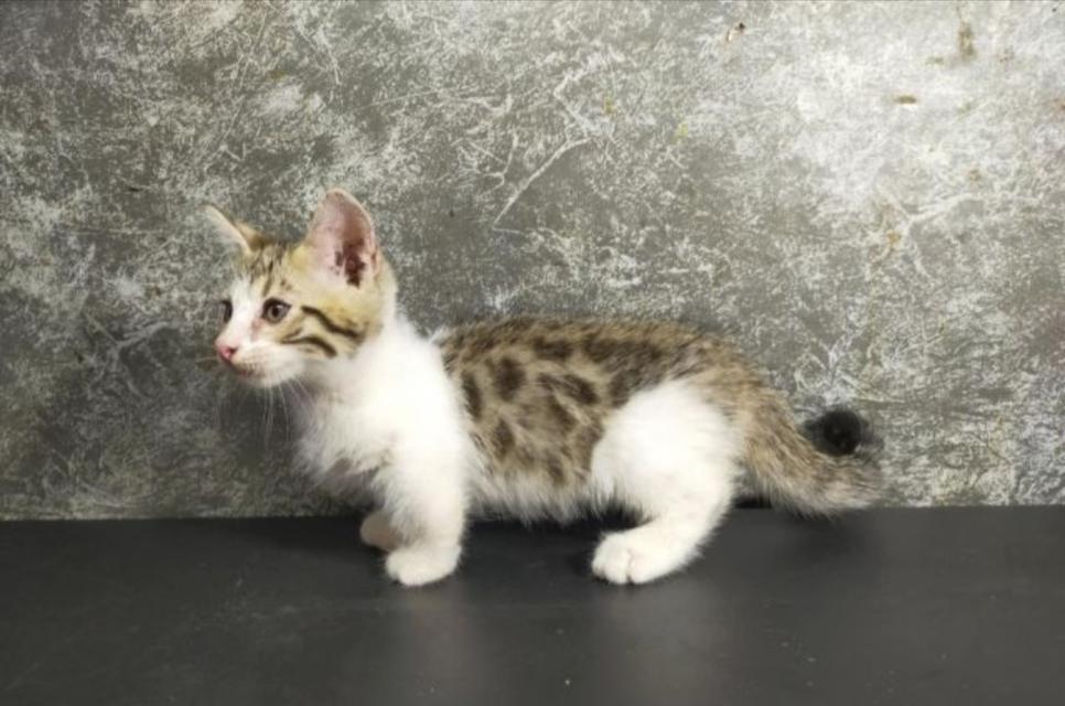Munchkin Bengal 4