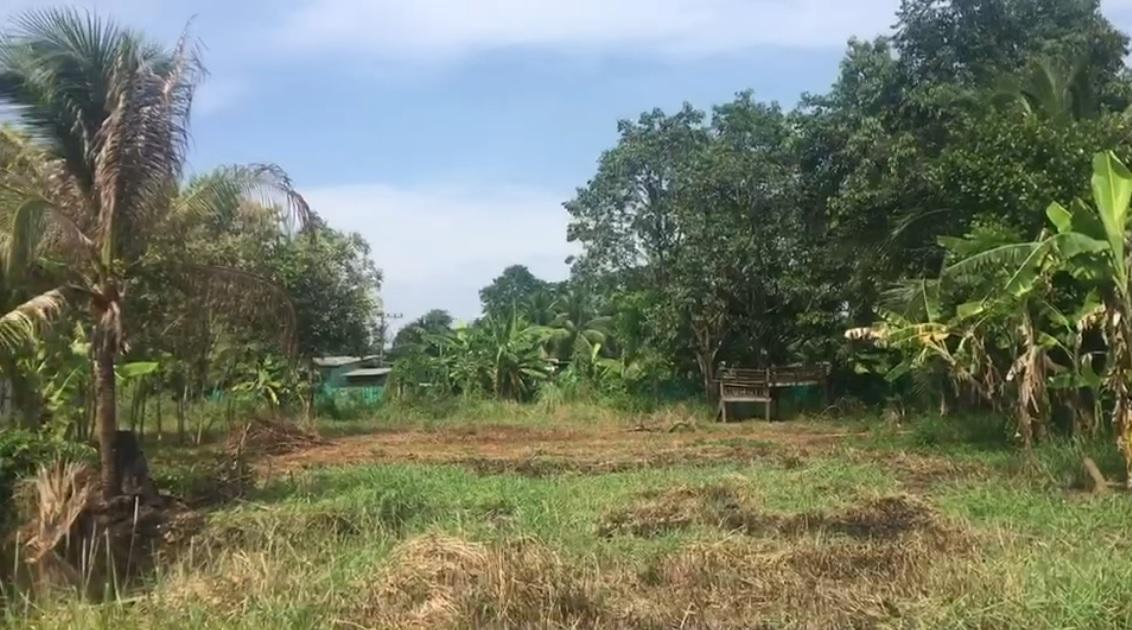ที่ดิน 7 ไร่ มีบ่อและบ้านพร้อมอยู่ พร้อมพื้นที่ร่องสวนดั้งเดิม 2
