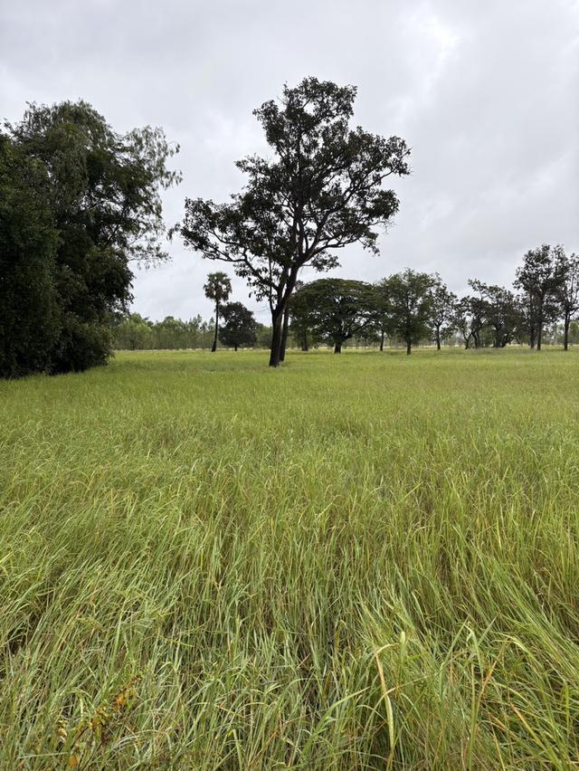 ขายที่นา 12 ไร่กว่า ราคาถูก อ.กันทรารมย์ จ.ศรีสะเกษ เจ้าของขายเอง 5