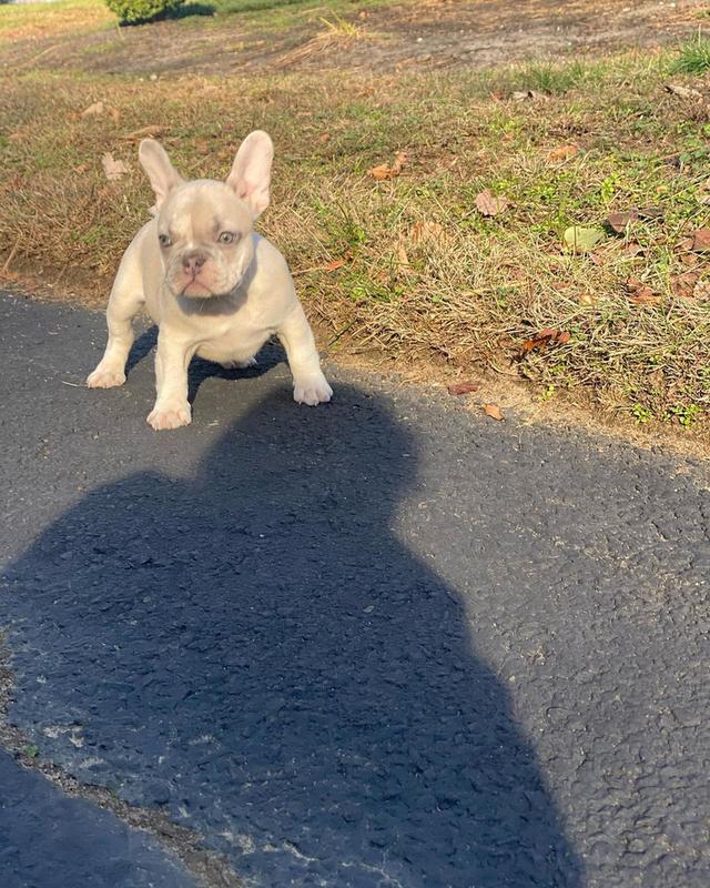 French Bulldog Puppies  WhatsApp me : ( +63 985 762 7466 ) 4