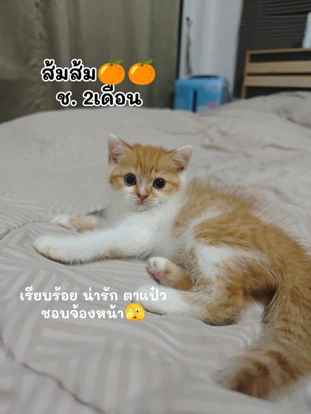 แก๊งสก็อตติช 2 เดือน พร้อมย้าย กทม.