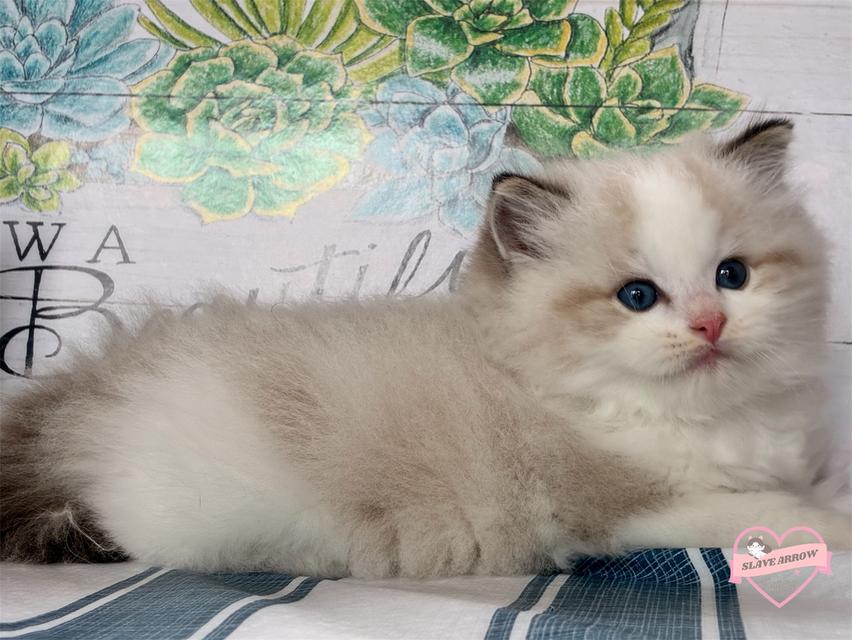 Ragdoll แร็กดอลล์