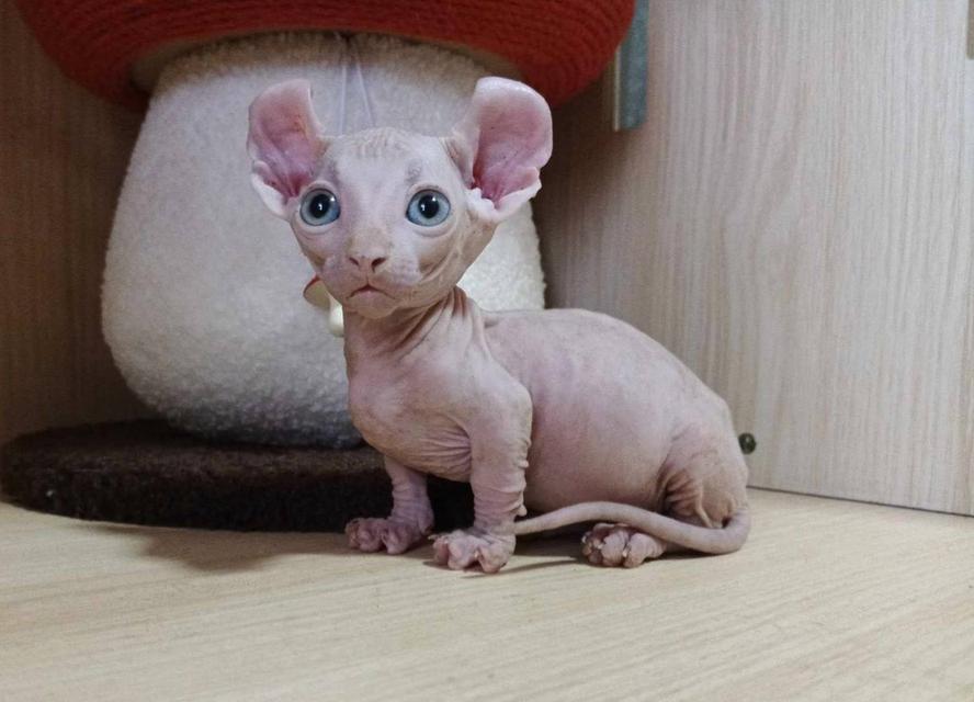 33.แมวดเวล/เพศผู้ หาบ้าน Dwelf Cat/Male looking for a new home