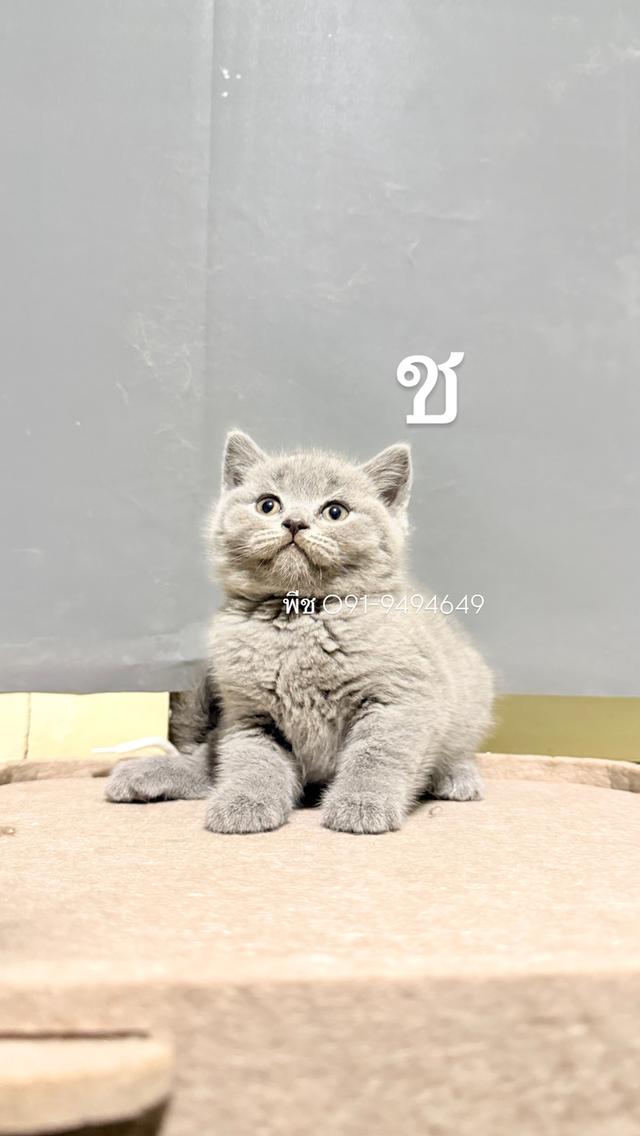 ลูกหมี บริติช ช็อตแฮร์ สีแท้