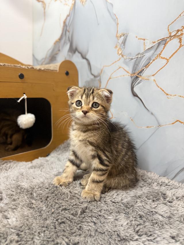 ลูกแมวพันธุ์สก๊อตติชแท้ รูปที่ 3