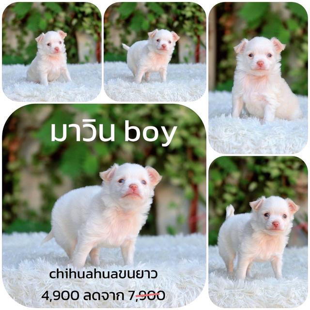 ชิวาวาแท้ ขนยาว พิกัดรามอินทรา รูปที่ 1