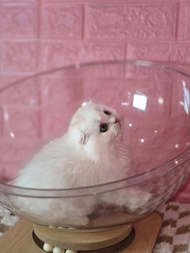 ส ก็ อ ต ติ ช โฟ ล ด์ รูปที่ 6