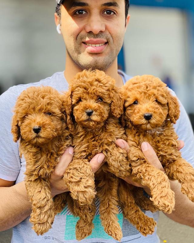 home and potty trained Poodle puppies