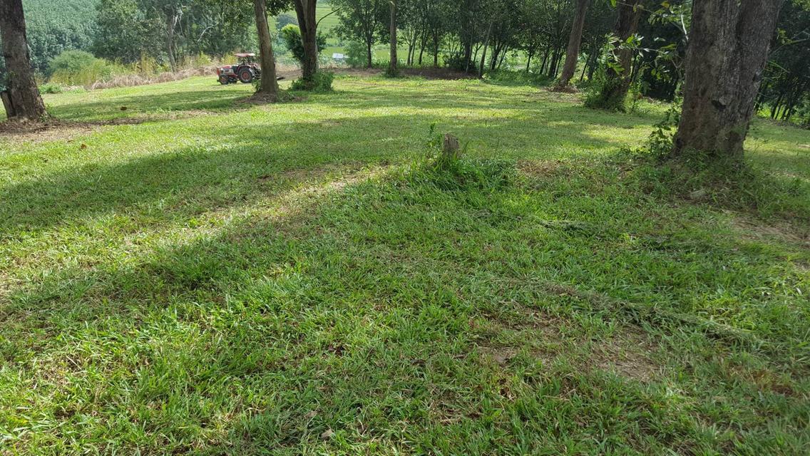 ขายที่ดินแปลงใหญ่ 148 ไร่ เป็นสวนยางพารา ที่มีโฉนด 10