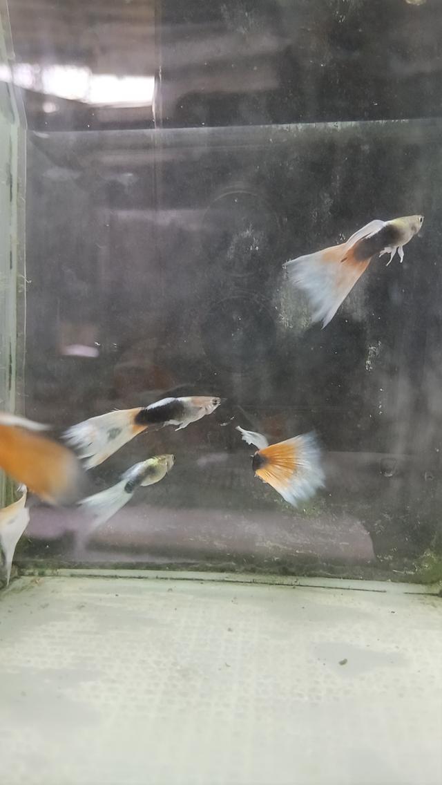 ปลาหางนกยูงตัวละ5บาท รูปที่ 17