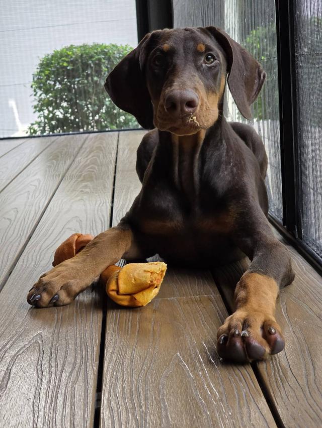 ลูกหมา Doberman Pure Bred Champion Line เพศเมีย สีแดง มี 3 ตัว มี Pedigree/Certificate ตัดหางแล้ว รูปที่ 11
