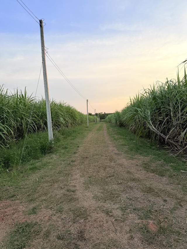 ขายที่สวนลำไย ราคาถูก-สามารถซื้อไปขายต่อหรือปล่อยเช่าได้ 2