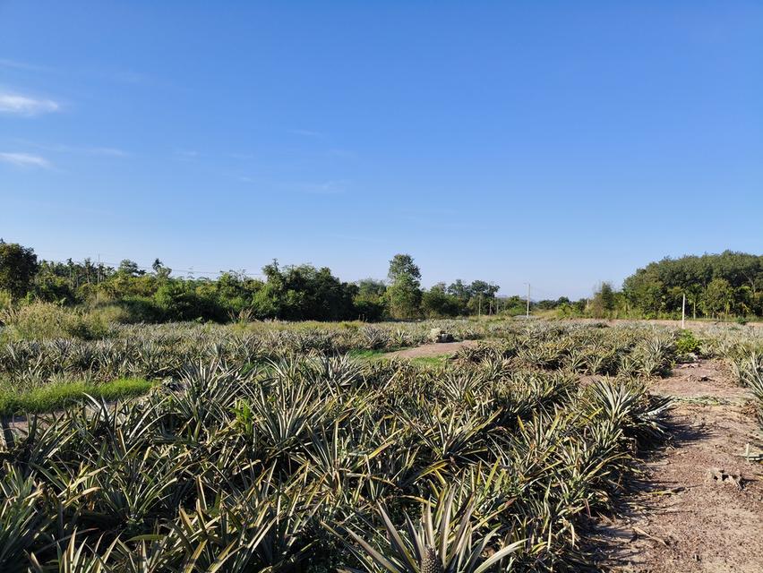 ( ด่วน )ขายที่ดิน อ.แกลง ระยอง ยกแปลง เนื้อที่ 4 ไร่ - 49.6 ตารางวา 6