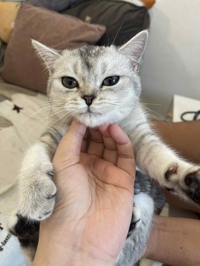 สาวสก็อต 7