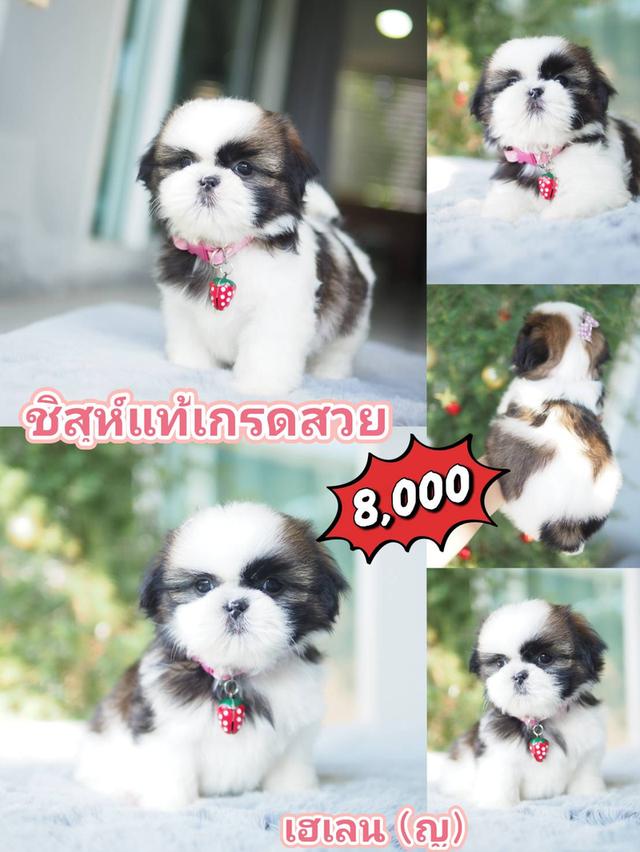 สัตว์เลี้ยง ชิสุ สุนัข 6