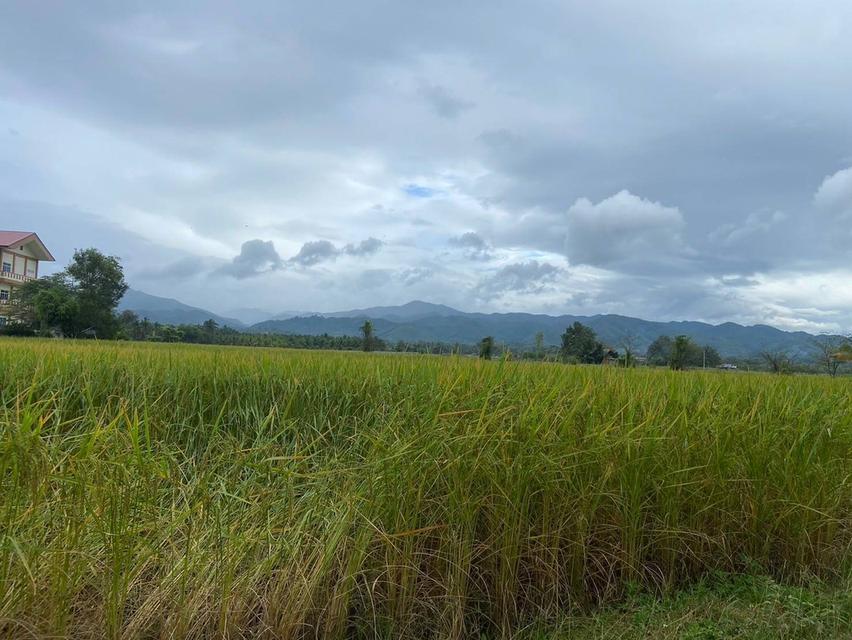 ขายที่ดิน 3 ไร่ ทำเลสวยมาก วิวเห็นเขารอบด้าน 360 องศา ใกล้พระธาตุช่อแฮ ใกล้สนามบินแพร่ 6