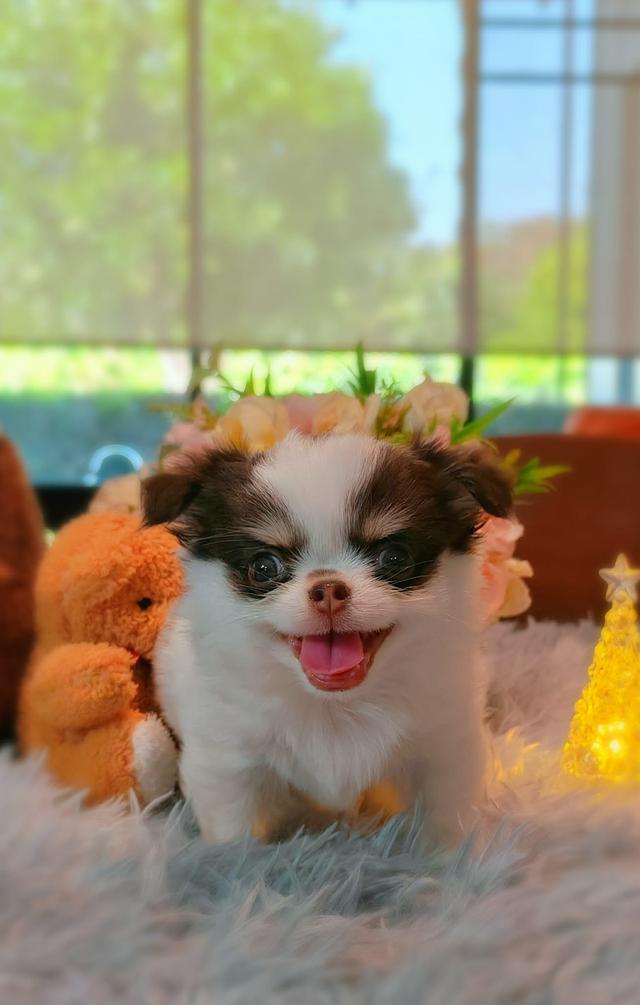 ลูกชิวาวาพันธุ์แท้ ขนยาว พ่อแม่จากสายพันธุ์เพ็ดดีกรี รูปที่ 7