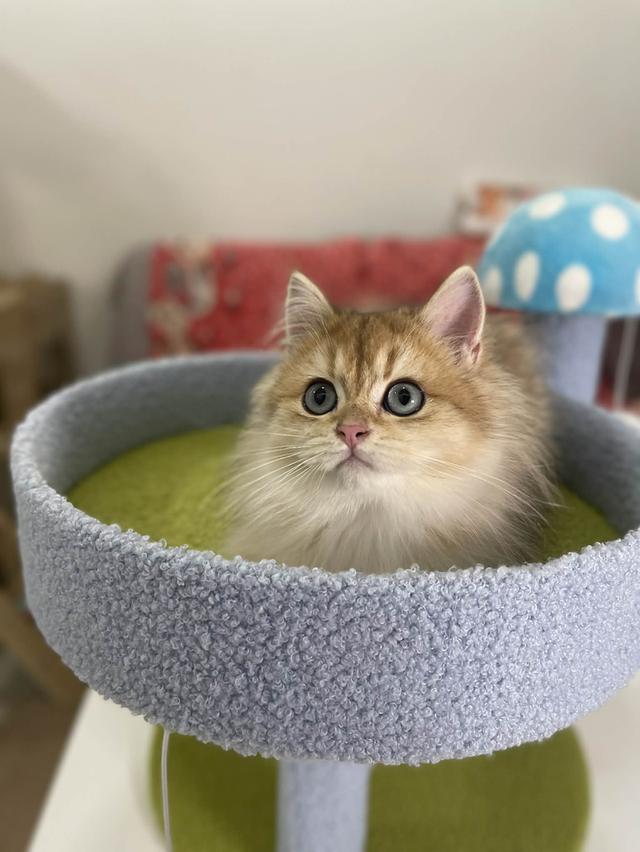 British Longhair WCF 9