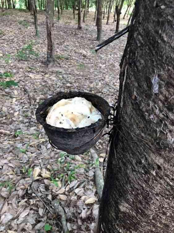 ขายสวนยาง 3.1ไร่ 60 ตรว ติดถนนสายหลัก ทำเลดี อำเภอขุนตาล จังหวัดเชียงราย 6