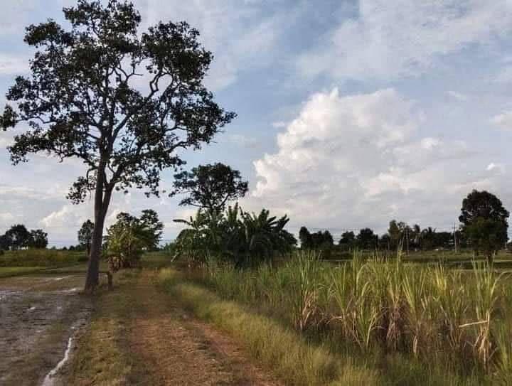 ที่ดิน ติดถนน 4 เลน จ.บุรีรัมย์ 12