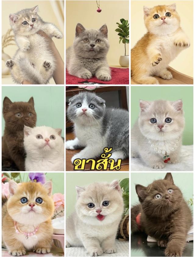 แมวมัช์กิ้นขาสั้น ลดประชด 25,000ทุกคน มารับเองดลดได้พิเศษ รูปที่ 2