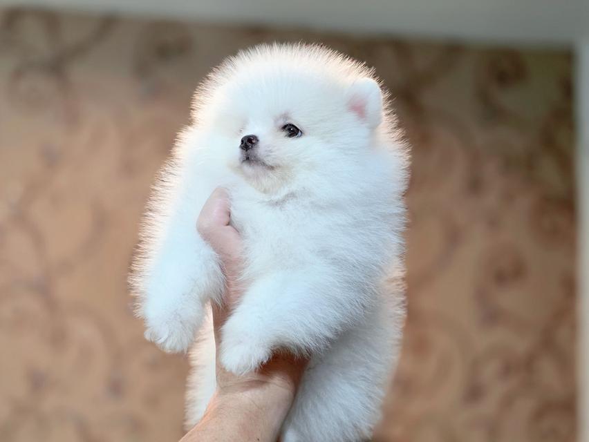 ปอมเมอเรเนียนแท้ เพศเมีย สีขาวล้วน รูปที่ 3