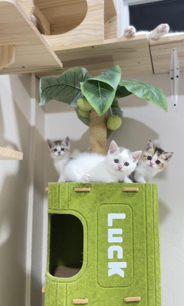 ลูกแมวสก๊อตติชโฟลด์👧🏻👶🏻 รูปย่อยที่ 1